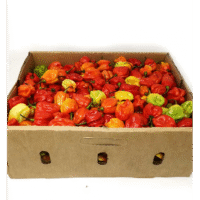 Fresh Scotch Bonnet Pepper Carton 8LBS