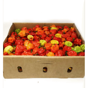 Fresh Scotch Bonnet Pepper Carton 8LBS
