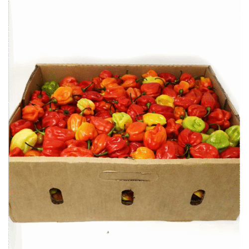 Fresh Scotch Bonnet Pepper Carton 8LBS