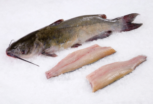 Frozen Big Cat Fish