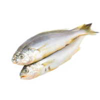 Frozen Croaker Fish 2Lbs