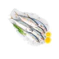 Frozen Mackerel Fish (Big Size)