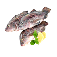 Frozen Tilapia Fish